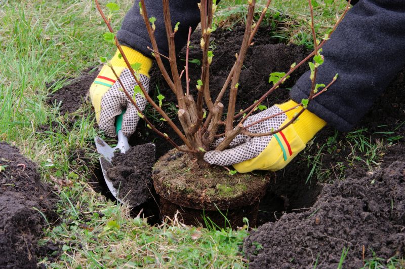Bush Replacement in Ventura County, CA