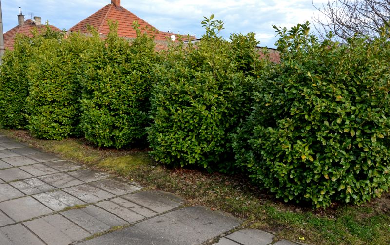 Hedge Installation in Honolulu, HI