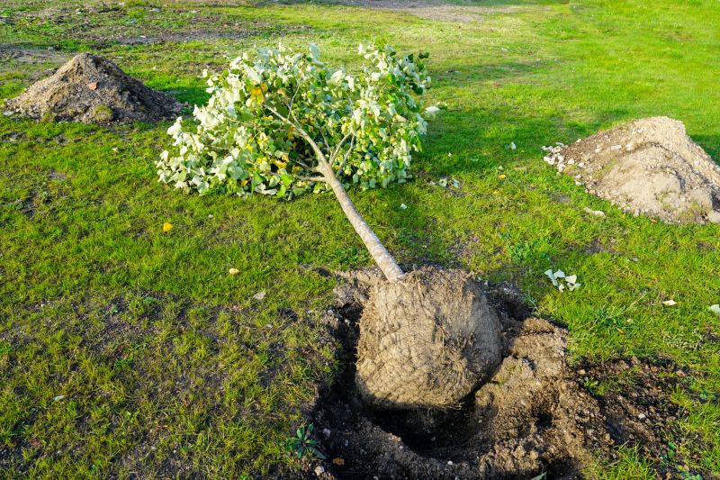 Ornamental Tree Planting in Ventura County, CA