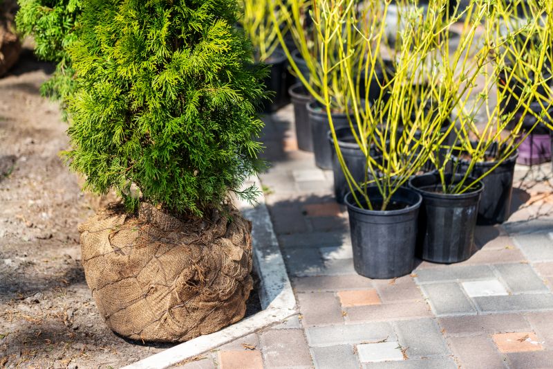 Privacy Shrub Planting in Honolulu, HI