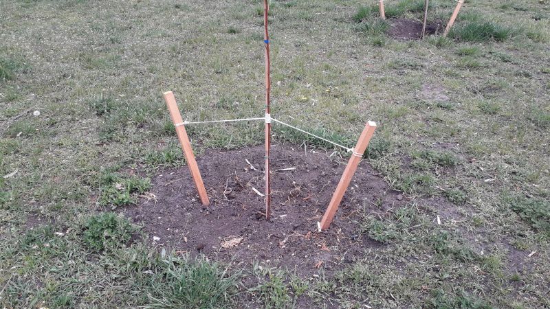 Privacy Trees Planting in Honolulu, HI