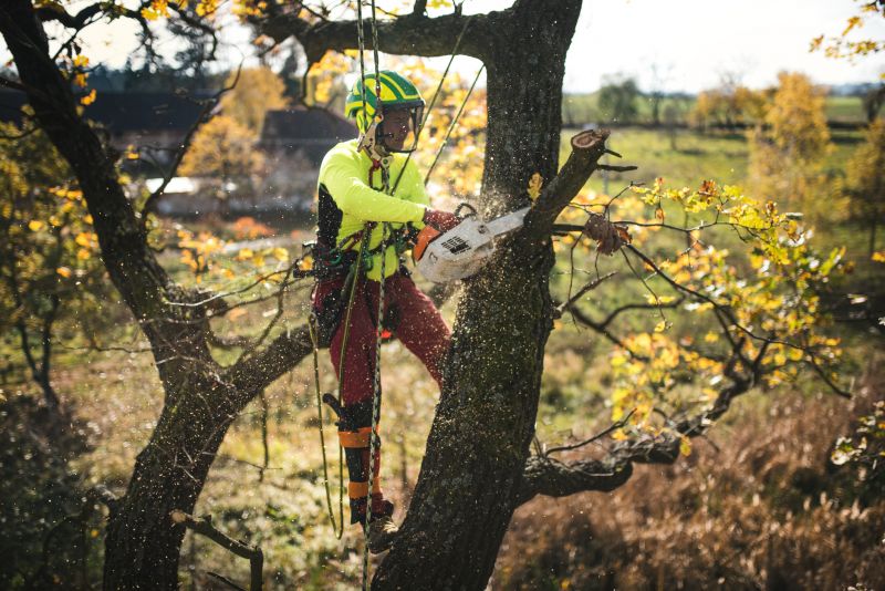 Tree Cabling Service in Reno, NV