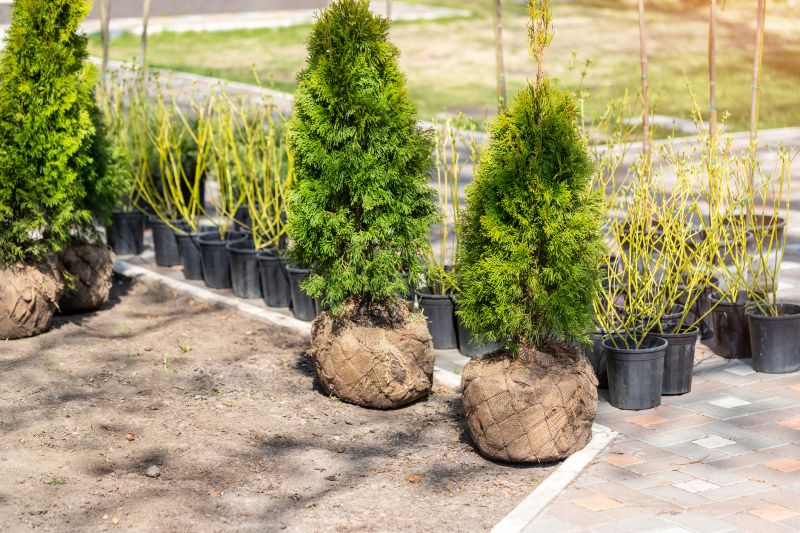 Plant Replacement in Ventura County, CA